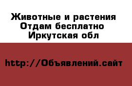 Животные и растения Отдам бесплатно. Иркутская обл.